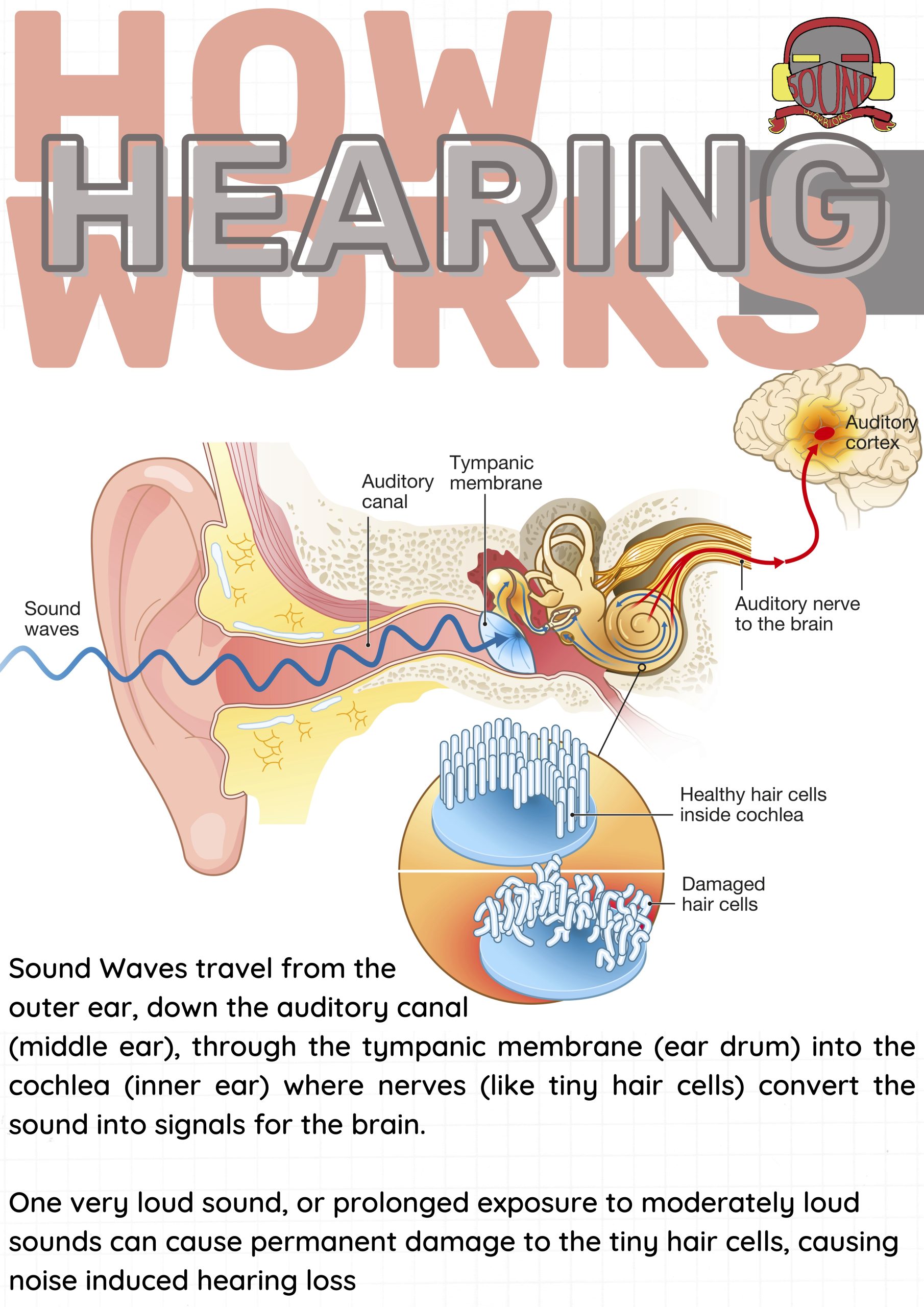 How Hearing Works