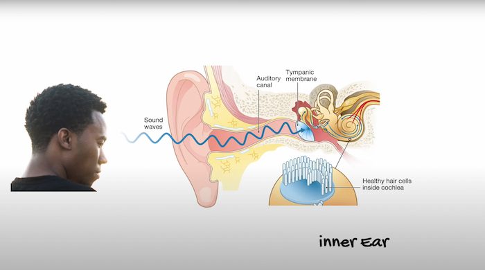 How Hearing Works